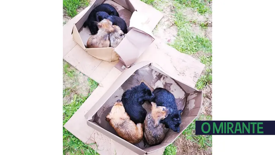 GNR resgata cachorros em Samora Correia 
