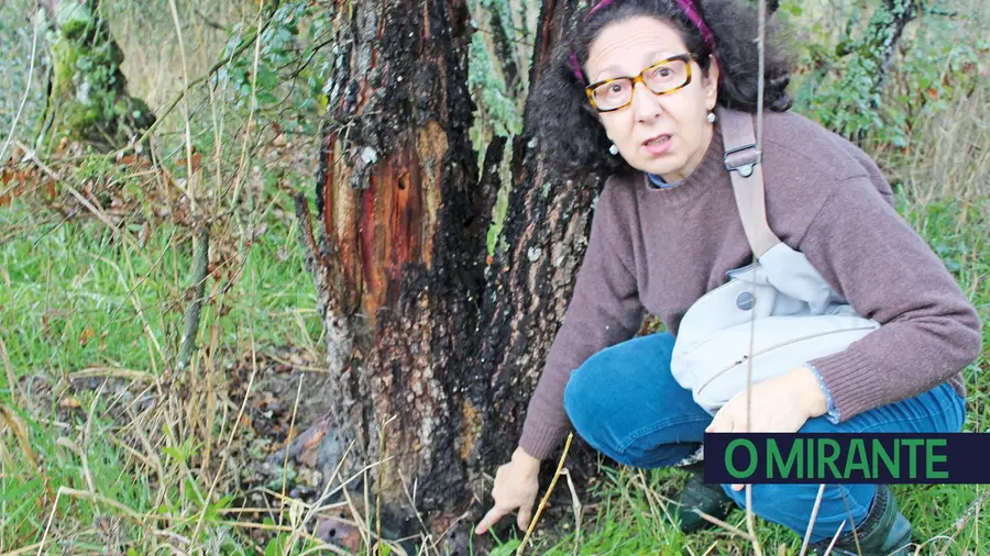 Árvores vandalizadas numa propriedade em Tomar