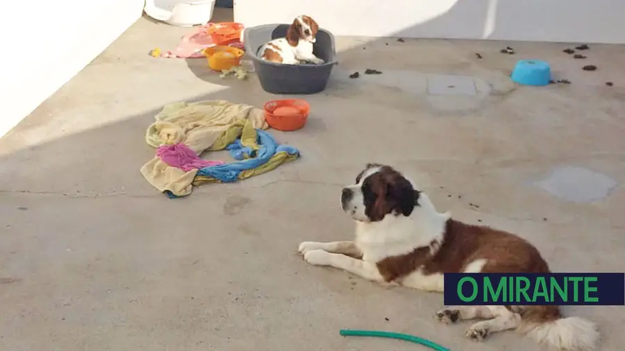 Vistoria encontra deficiências em alojamento de animais em Alpiarça