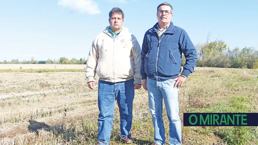 Com as alterações climáticas a cultura do arroz é a primeira a morrer Com as alterações climáticas a cultura do arroz é a primeira a morrer