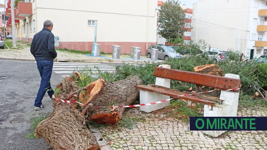 Abate de árvores gera contestação em Castanheira do Ribatejo