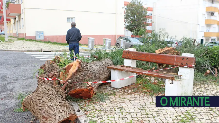Vila Franca de Xira plantou mais de mil árvores no último ano