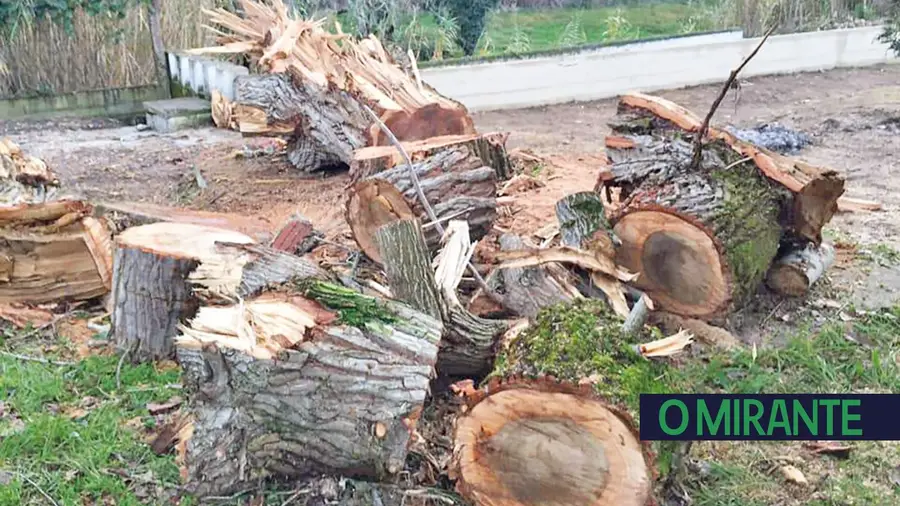 Em Vale da Pinta foi abatida, sem explicações, uma árvore de memórias Em Vale da Pinta foi abatida, sem explicações, uma árvore de memórias