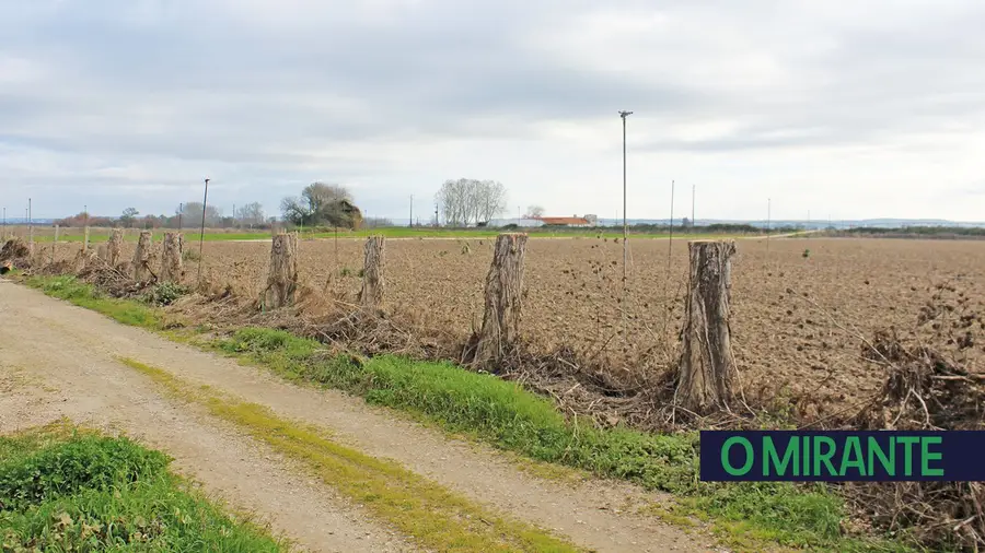 Choupos cortados no Patacão estão em terreno privado e APA descarta intervenção Choupos cortados no Patacão estão em terreno privado e APA descarta intervenção
