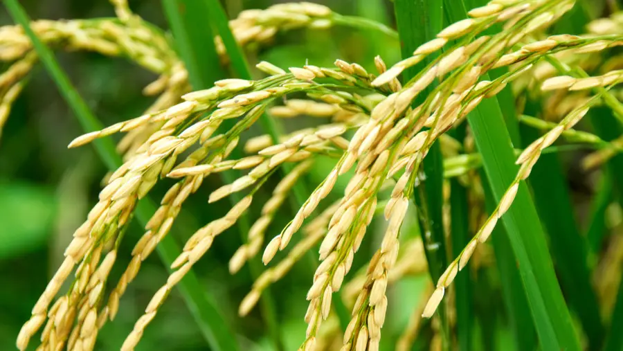 Nova rotulagem do arroz defende agricultores, industriais e consumidores