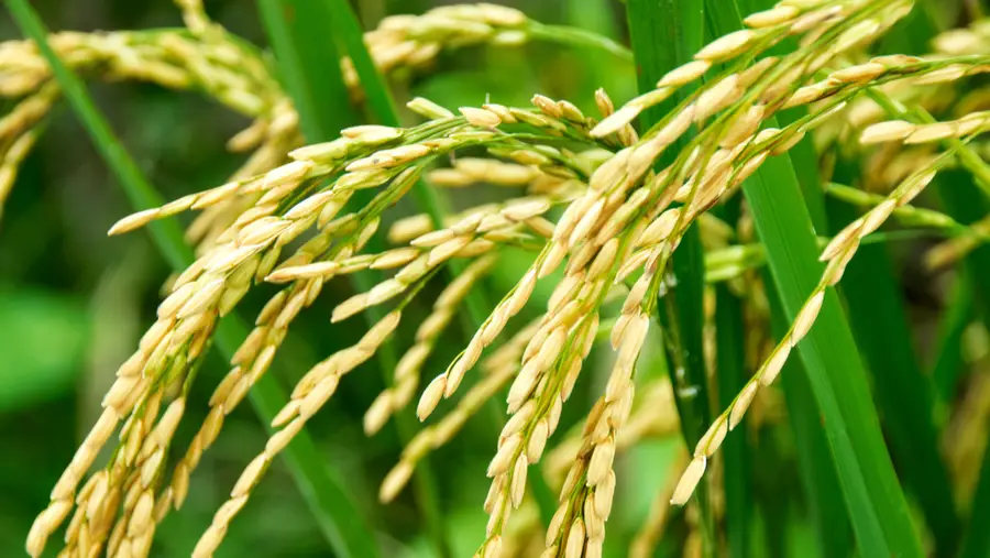Nova rotulagem do arroz defende agricultores, industriais e consumidores Nova rotulagem do arroz defende agricultores, industriais e consumidores