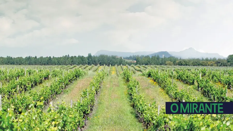 Trail e vinho juntos pela biodiversidade  na Quinta São João Batista