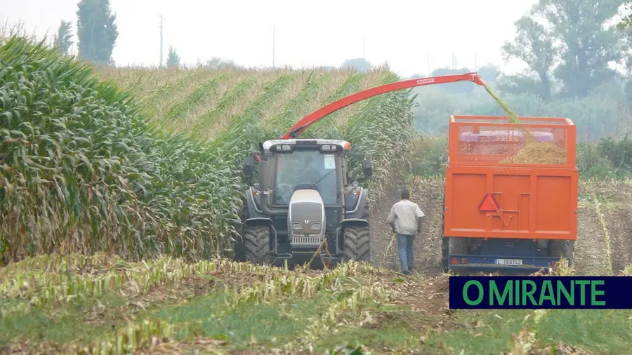 Portugal produz apenas um terço do milho que consome Portugal produz apenas um terço do milho que consome