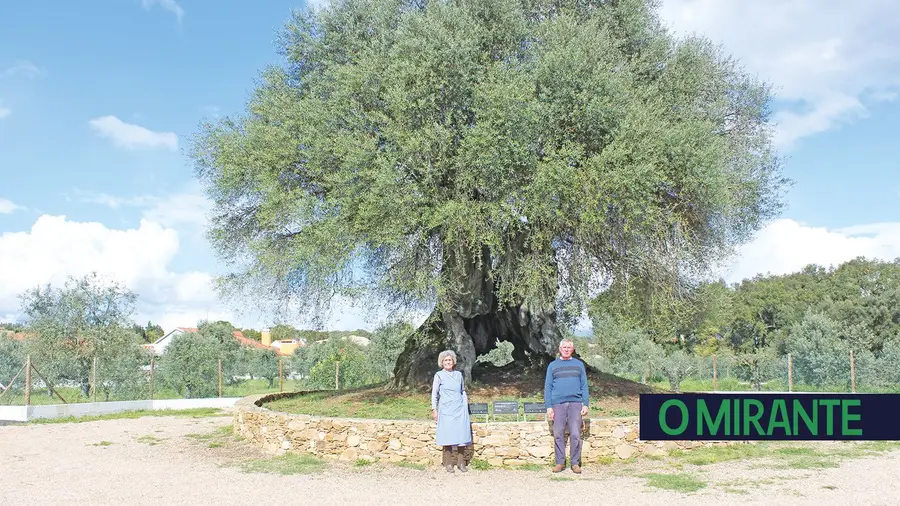 Oliveira do Mouchão em Abrantes tem mais de 3.350 anos Oliveira do Mouchão em Abrantes tem mais de 3.350 anos