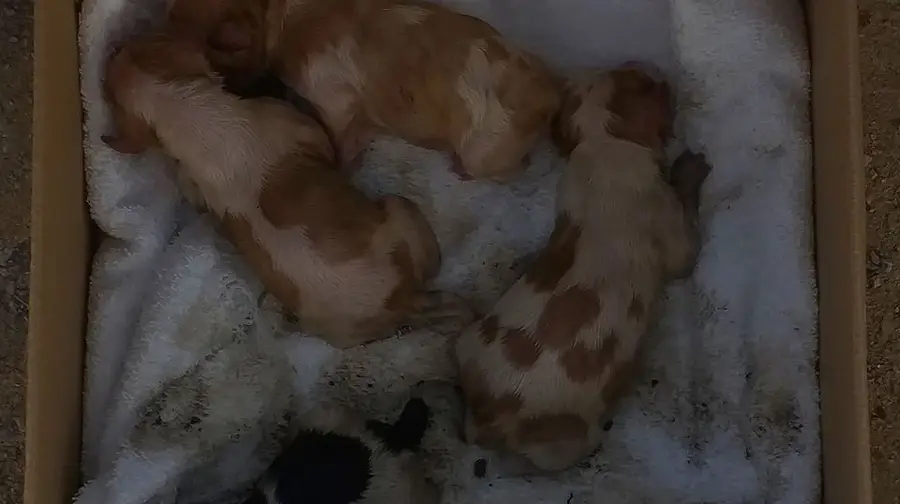 Cachorros abandonados em contentor no Tramagal