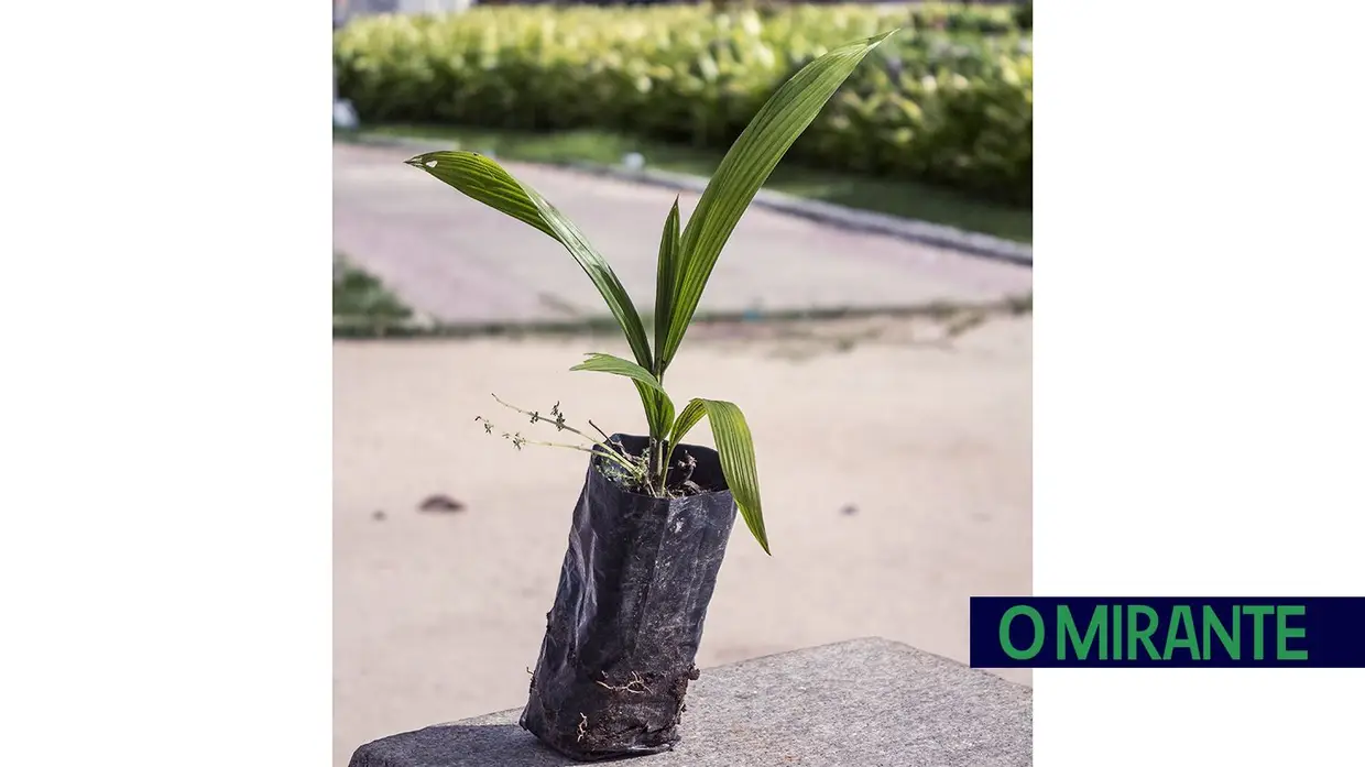 Recuperação ambiental no Rio de Janeiro