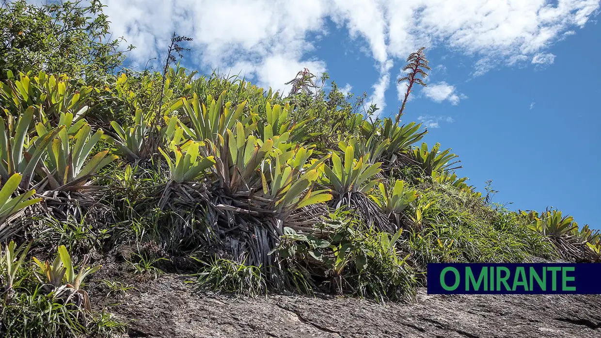 Recuperação ambiental no Rio de Janeiro