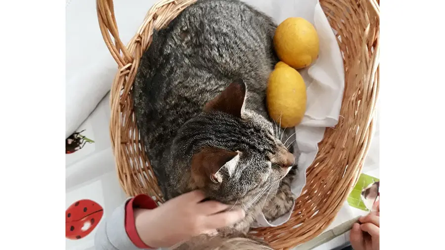 Gato com problemas de saúde desaparece em S. Domingos