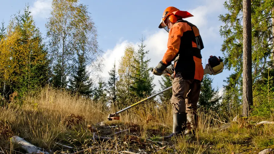 GNR começa a fiscalizar incumprimentos na limpeza da floresta e a aplicar coimas