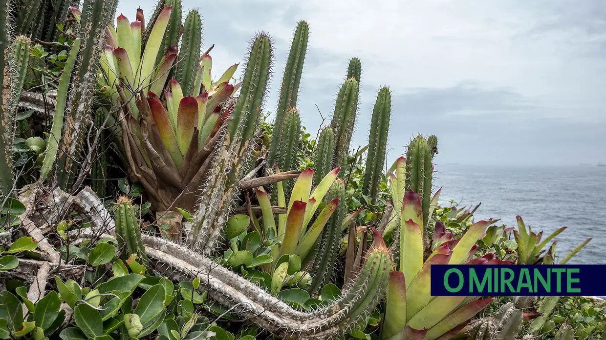 Visita ao arquipélago das Cagarras no Rio de Janeiro