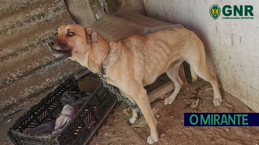 Resgata cão e identifica dono por maus tratos em Salvaterra de Magos