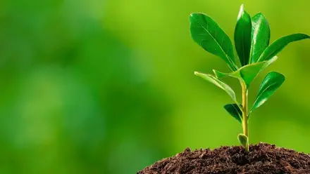 Vila Franca de Xira volta a conquistar Bandeira Verde de eco município