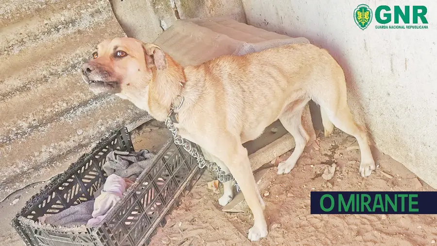 GNR resgata cão vítima de  maus-tratos em Salvaterra de Magos 