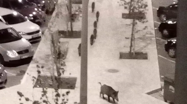 Javali ataca cão em zona residencial em Abrantes