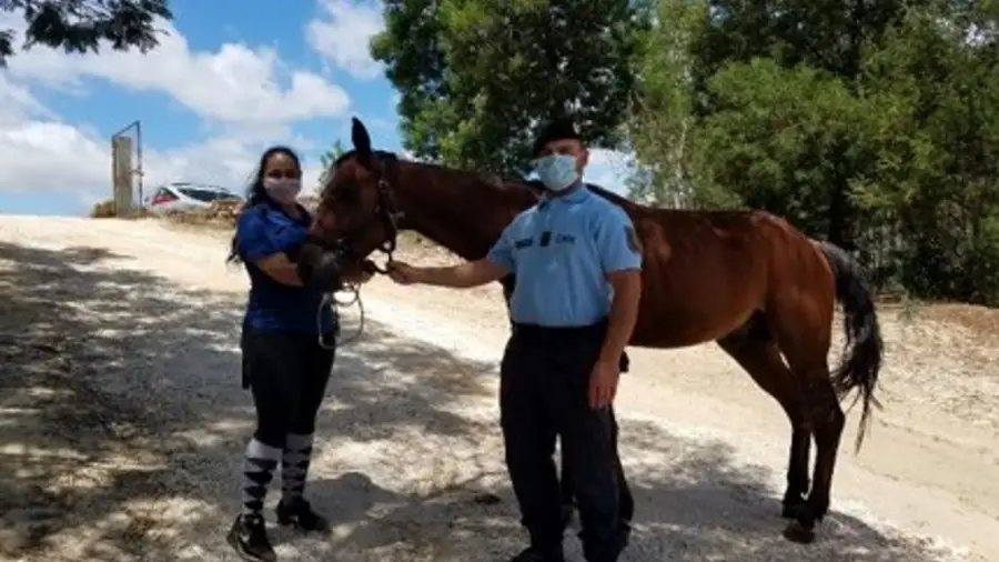 GNR recupera cavalo roubado