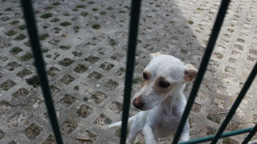 Grupo de trabalho para o bem-estar animal encarregue de relatório até Setembro