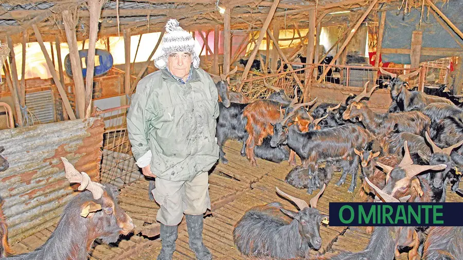 Correu mal o projecto dos rebanhos de cabras na Serra de Aire Correu mal o projecto dos rebanhos de cabras na Serra de Aire