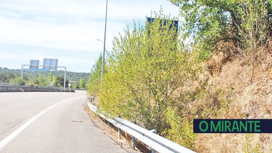 Bermas da EN 110 limpas mas zona junto ao nó da A13 é um matagal Bermas da EN 110 limpas mas zona junto ao nó da A13 é um matagal