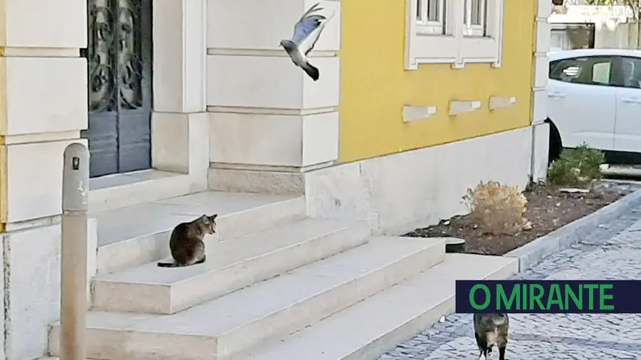 Libertem os gatos e vão ver... Libertem os gatos e vão ver...