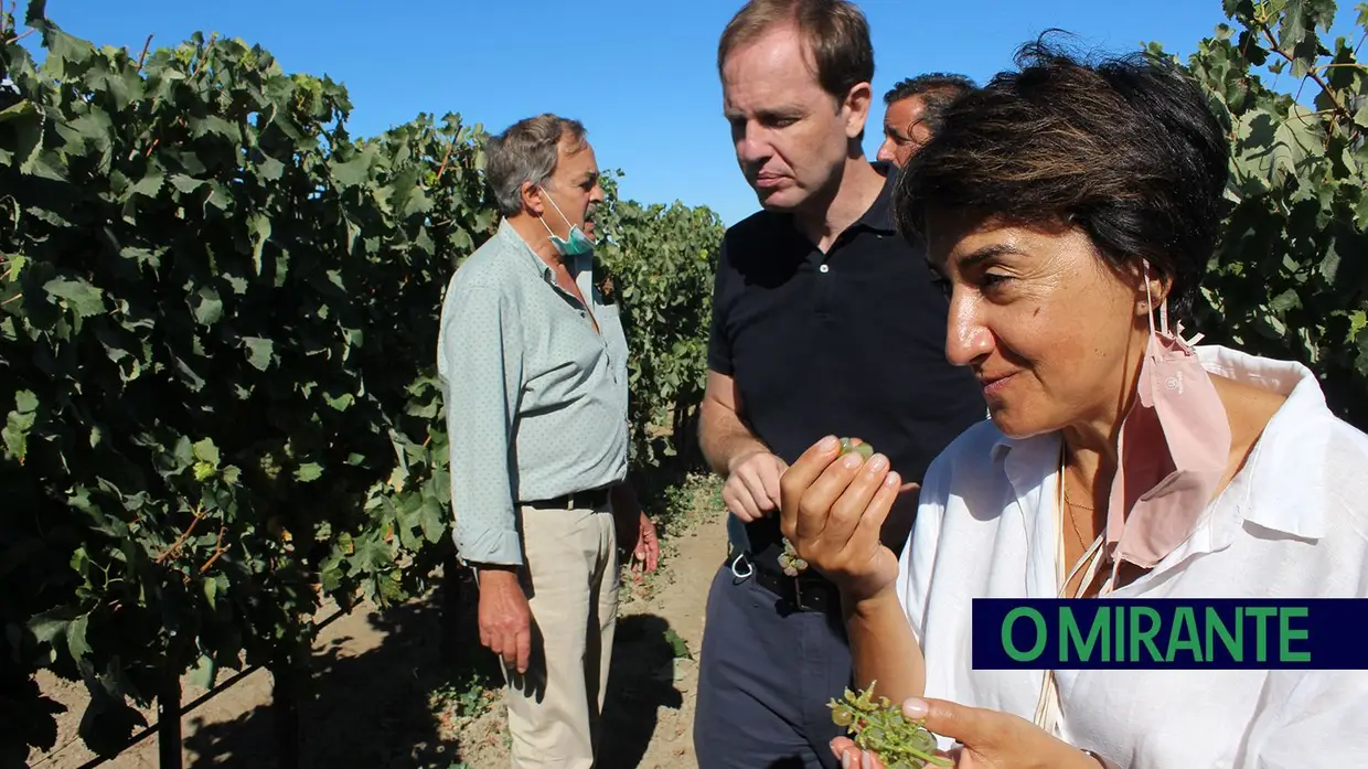 Ministra da Agricultura visita vindimas no Cartaxo e Alpiarça