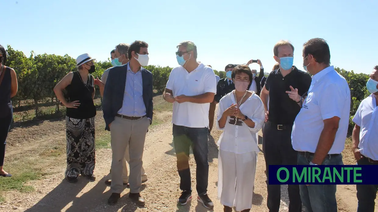 Ministra da Agricultura visita vindimas no Cartaxo e Alpiarça