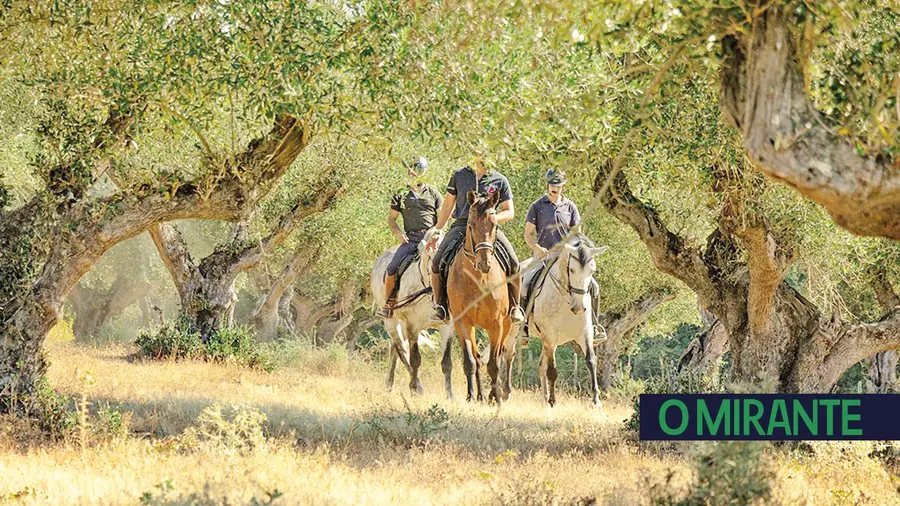 Passeios a cavalo na Quinta da Lagoalva de Cima em Alpiarça