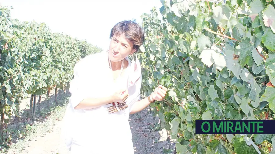 Ministra da Agricultura ganhou primeiro ordenado na vindima aos 15 anos Ministra da Agricultura ganhou primeiro ordenado na vindima aos 15 anos