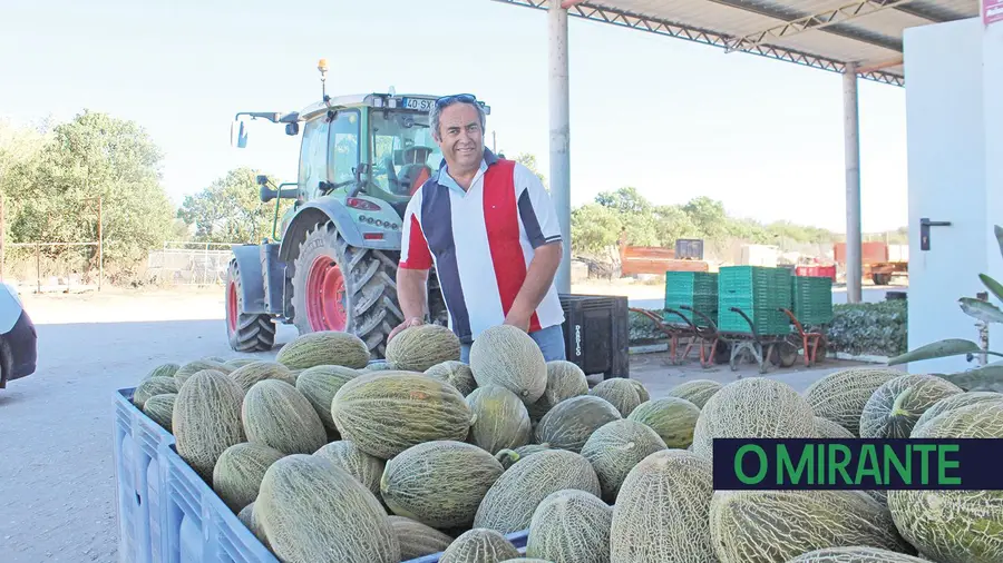 Agricultores e câmara recuperam melão de Almeirim sem ajuda para aperfeiçoar sementes Agricultores e câmara recuperam melão de Almeirim sem ajuda para aperfeiçoar sementes