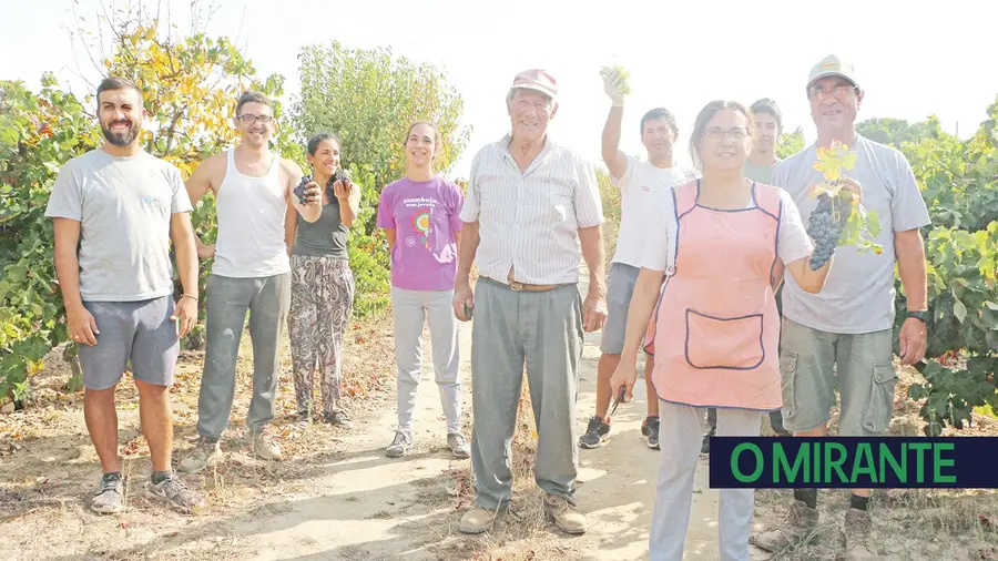 Vindimar à mão ainda é tradição em Aveiras de Cima mas as máquinas vão ganhando terreno