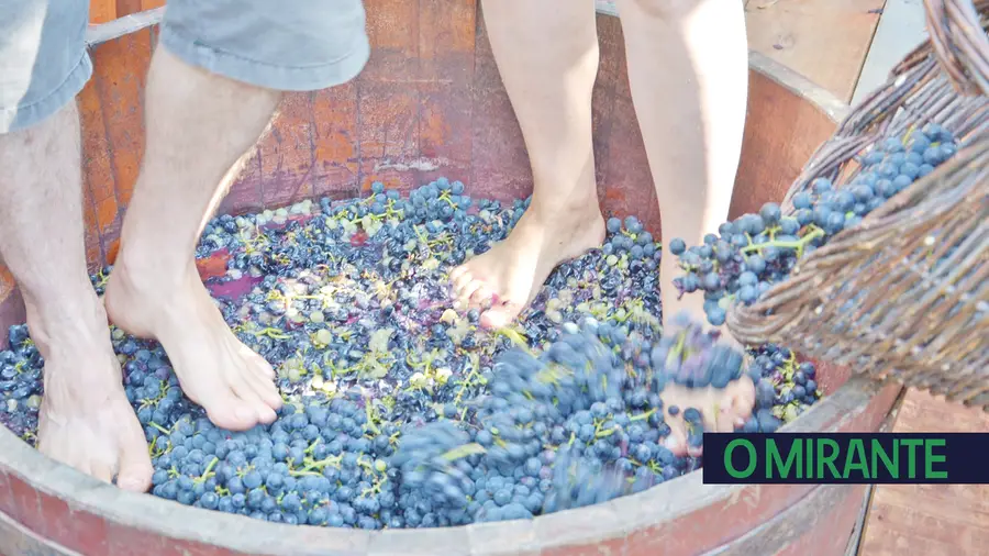 Fazer vinho à maneira antiga pode ser uma forma de estragar uvas