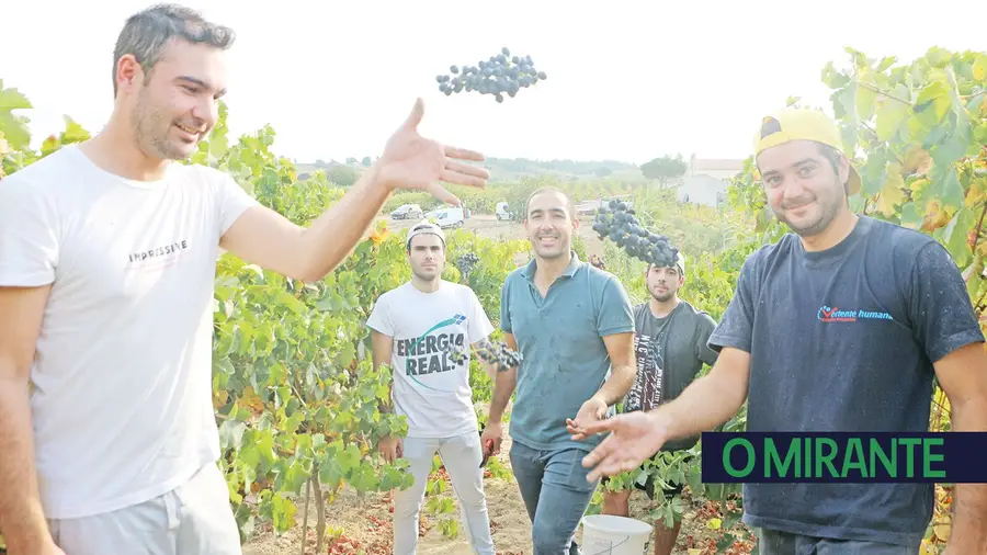 Diz-se na vinha da família Abreu, em Aveiras de Cima, que os jovens são cada vez menos e os que se cansam mais rápido. Diz-se na vinha da família Abreu, em Aveiras de Cima, que os jovens são cada vez menos e os que se cansam mais rápido.
