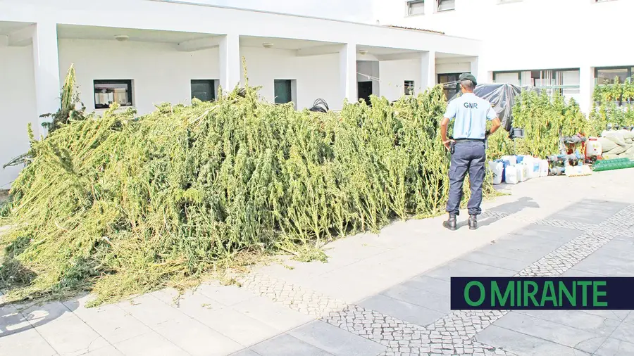 Um dia inteiro a transportar canábis para o posto da GNR de Almeirim Um dia inteiro a transportar canábis para o posto da GNR de Almeirim