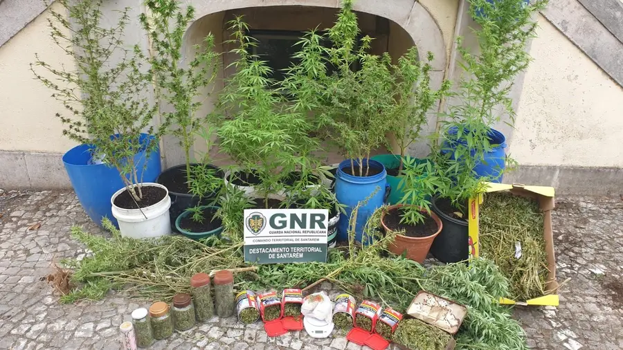 Detido por tráfico de droga em Santarém
