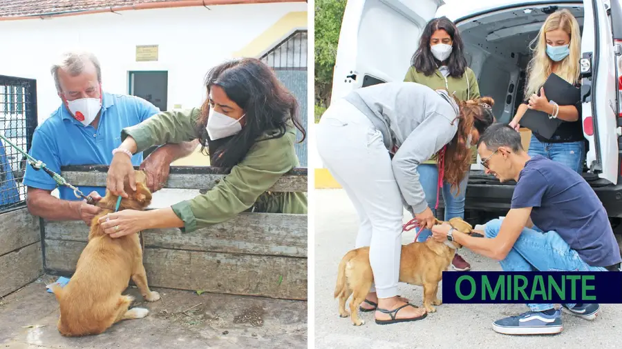 Vacinação contra a raiva diminui e há mais animais abandonados Vacinação contra a raiva diminui e há mais animais abandonados