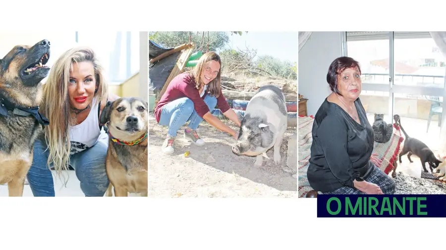 Cães, gatos e até porcos podem ser como família Cães, gatos e até porcos podem ser como família