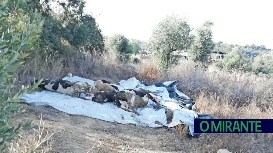 Vacas mortas causam apreensão em S. Vicente do Paul