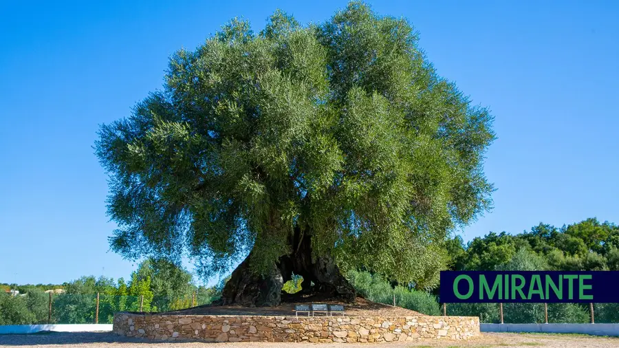 "Oliveira do Mouchão, Monumento Vivo" na Biblioteca de Abrantes