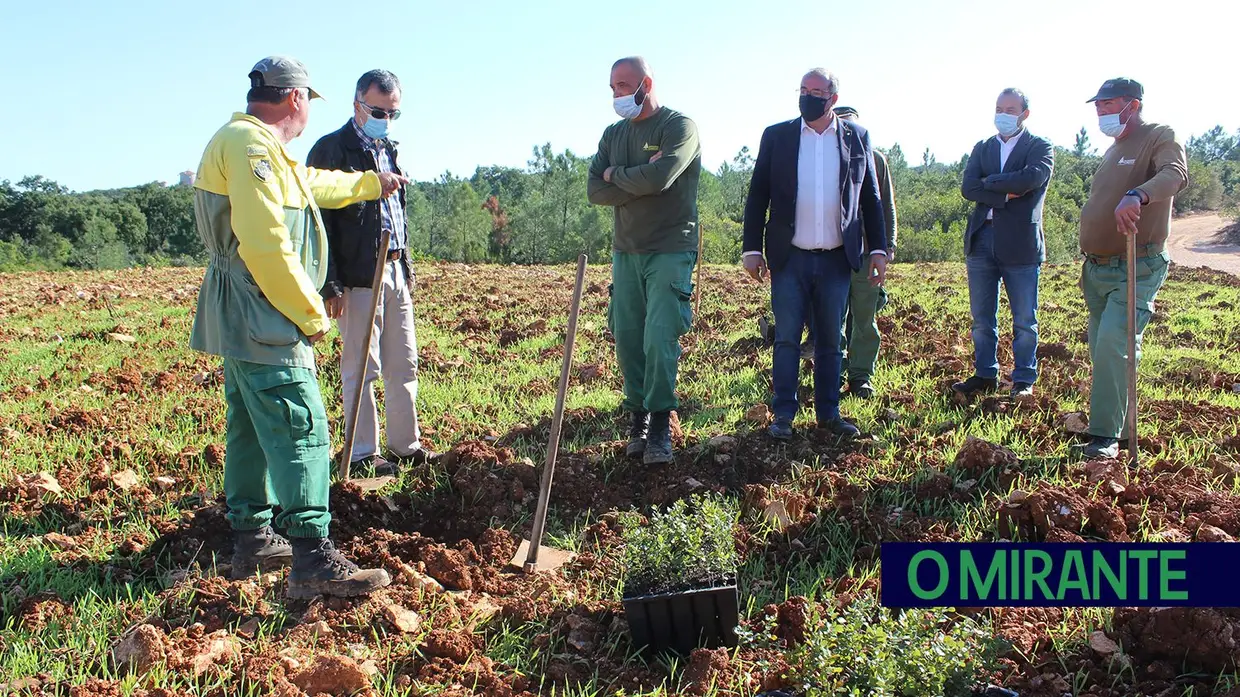 Monsanto assinala Dia da Floresta Autóctone com florestação de escombreira