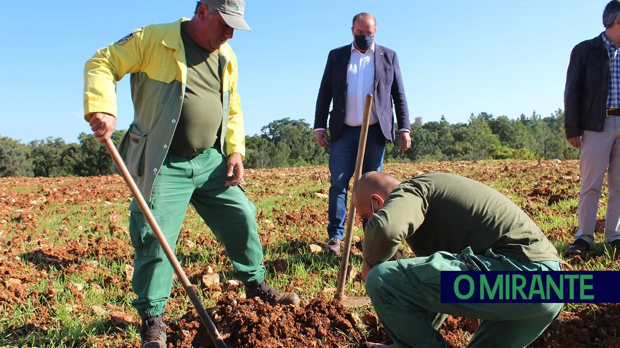 Monsanto assinala Dia da Floresta Autóctone com florestação de escombreira