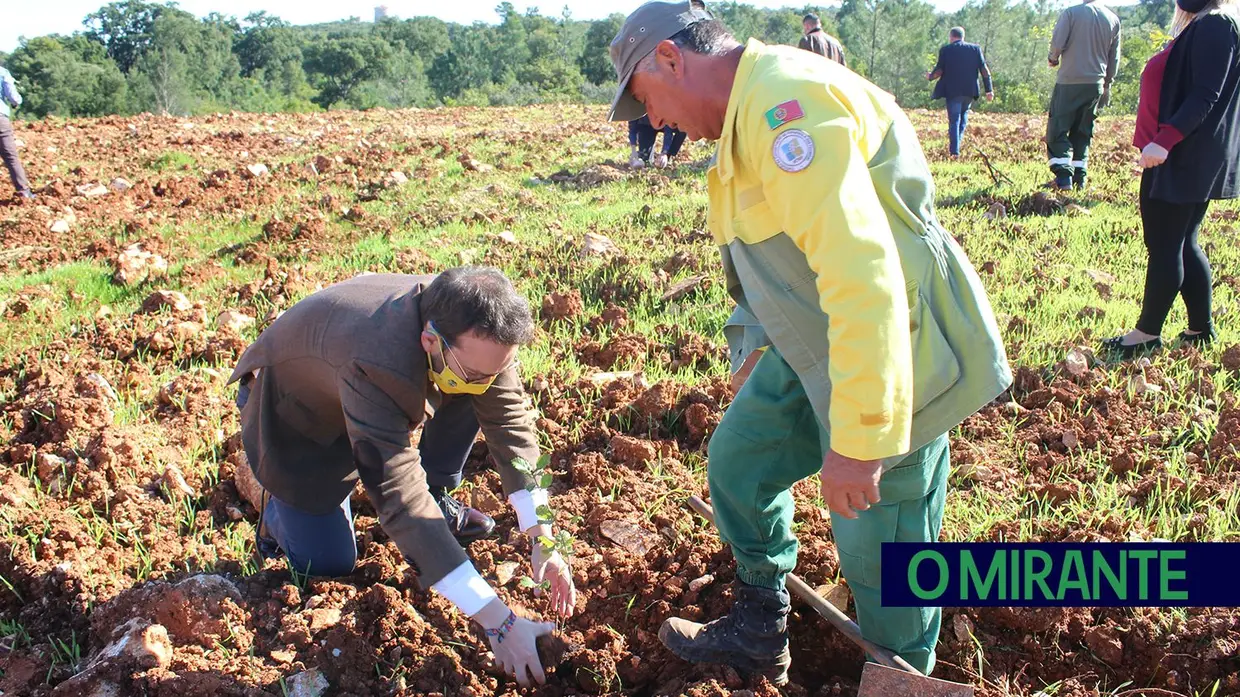 Monsanto assinala Dia da Floresta Autóctone com florestação de escombreira