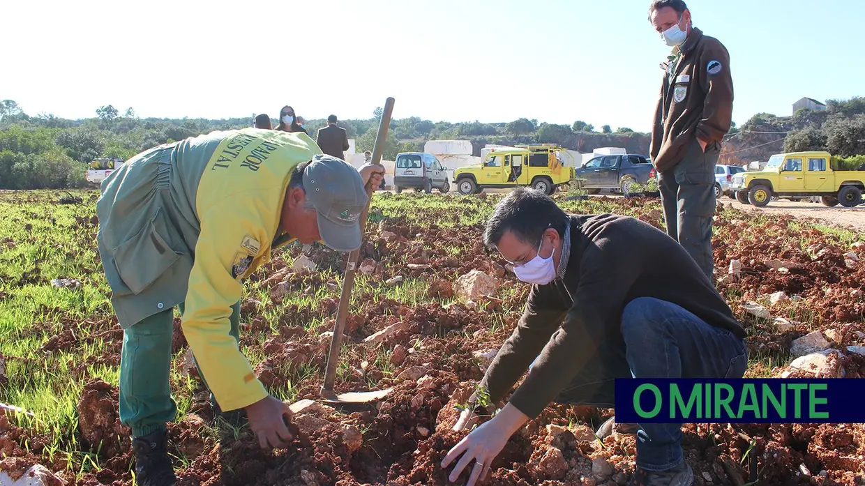 Monsanto assinala Dia da Floresta Autóctone com florestação de escombreira