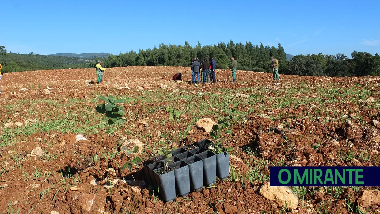 Monsanto assinala Dia da Floresta Autóctone com florestação de escombreira