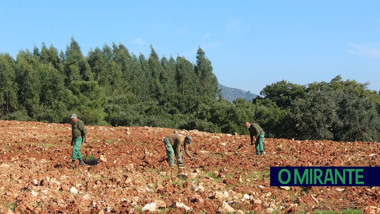 Monsanto assinala Dia da Floresta Autóctone com florestação de escombreira