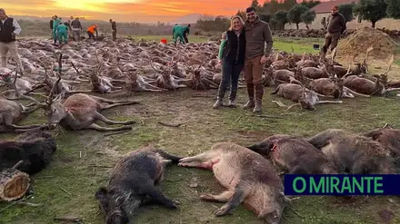 Montaria na Quinta da Torre Bela mata mais de quinhentos animais e gera polémica