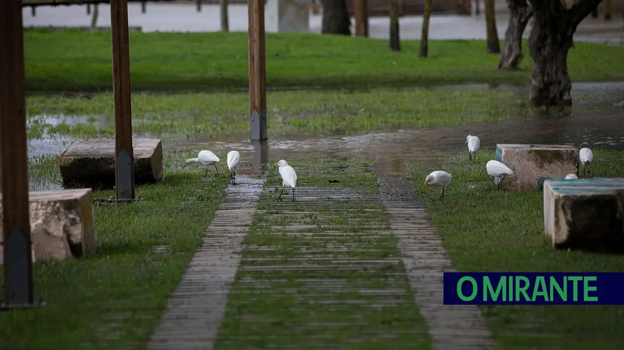 Rio Sorraia entra no parque ribeirinho de Benavente